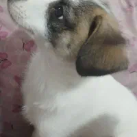 واگذاری سگ خانگی|سگ|اصفهان, بهاران|دیوار