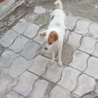 سگ نر حرف گوش کن تربیت شده