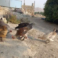مرغ‌دیلگونی