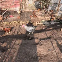 خروسهای محلی در رنگهای متفاوت|حیوانات مزرعه|کلاچای, |دیوار