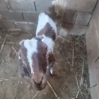 تعدادی بز سالم وخوش خراک|حیوانات مزرعه|خرمشهر, |دیوار