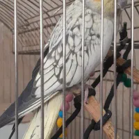 عروس هلندی ماده گلباقالی