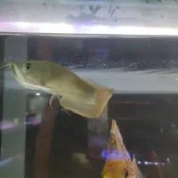 فلاور هد دار خوب سالم، آروانا|ماهی|تهران, دهقان|دیوار