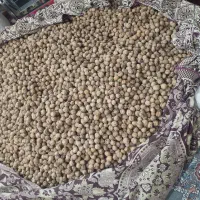 گردو تازه امسالی قوچان