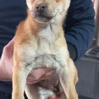 سگ شی هوا هوا