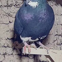 ماده پلنگ خوشگل