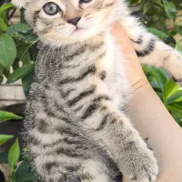 گربه نژادداراسکاتیش