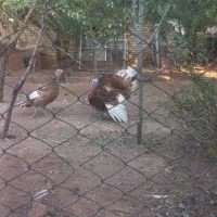 بوقلمون|حیوانات مزرعه|تاکستان, |دیوار