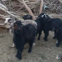 بز نر وطنی و روغن حیوانی|حیوانات مزرعه|هامون, |دیوار