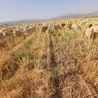 حیوانات|حیوانات مزرعه|ارزوئیه, |دیوار