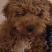 پودل عروسکی رد لایت