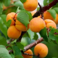 فروش نهال زردآلو انبه ای|خدمات باغبانی و درختکاری|جهرم, |دیوار