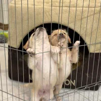 سگ کوچک آپارتمانی|سگ|اصفهان, هزارجریب|دیوار