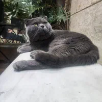 گربه اسکاتیش  بلو  گرید A