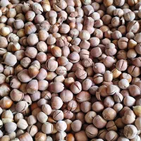 فندق و بادام|خوردنی و آشامیدنی|قائم‌شهر, |دیوار