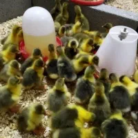 جوجه غاز محلی نژاد دار از گله مولد شخصی