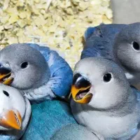 فروش و خرید انواع پرنده|پرنده|اسلامشهر, شهرک واوان|دیوار