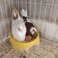 جوجه کبوتر ابلق سرخ نر|پرنده|شیراز, امام حسین|دیوار