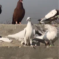 کفتر سرخ یهودی شهرستانی|پرنده|ری, دولت‌آباد|دیوار