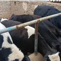 گوساله پای پروار