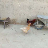 مرغ و خروس|حیوانات مزرعه|کرانی, |دیوار