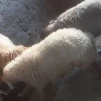 بره نر|حیوانات مزرعه|اسفراین, |دیوار