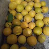 فروش نارنج درجه ۱آبدار