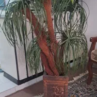 نخل مصنوعی|گل مصنوعی|اصفهان, جلالیه|دیوار