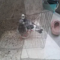 یک جفت کبوترپلاکی