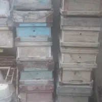 کندو زنبور عسل