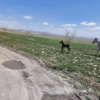 کره اسب مادیان