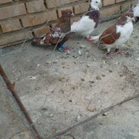 کبوتر رنگه