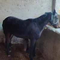 مادیان|اسب و تجهیزات اسب‌سواری|شیروان (خراسان), |دیوار