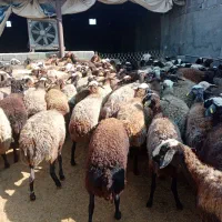 120 رس کاور تقلی و شیدار|حیوانات مزرعه|ملکآباد, |دیوار