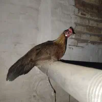 مرغ فونیکس طلایی درحال تخم گذاری