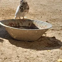 کبوتر فروشی|پرنده|آبدانان, |دیوار