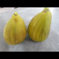 نهال انجیر گلابی وانگور بیدانه سفید