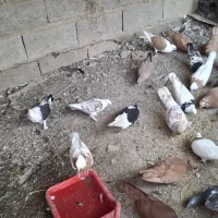 شادگان|پرنده|شادگان, |دیوار