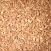 گندم  پاک کرده|خوردنی و آشامیدنی|اصفهان, جوزدان الیادران|دیوار