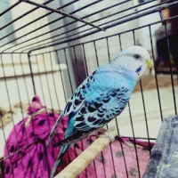 مرغ عشق نر جون|پرنده|بومهن, |دیوار