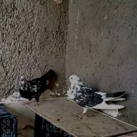 کفتر پرشی|پرنده|یزد, |دیوار