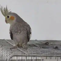 عروس هلندی نر|پرنده|چالوس, |دیوار