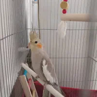 فروش فوریه عروس هلندی ماده