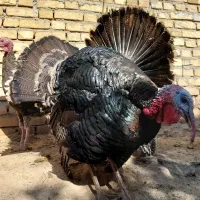 بوقلمون نر و ماده|حیوانات مزرعه|میلاجرد, |دیوار