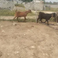 یک جفت کهره نر وماده