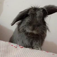 گمشده|موش و خرگوش|رامهرمز, |دیوار