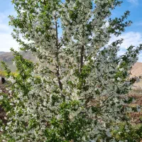 یک-قطعه-باغ-لوکس