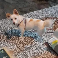 اشپیتز آلمانی