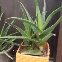 گلدون شاخ بزی|گل مصنوعی|مشهد, امام خمینی|دیوار