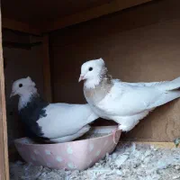 طوقی|پرنده|فولادشهر, مسکن مهر فولادشهر|دیوار